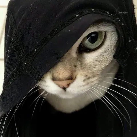 Кот в чёрной маске