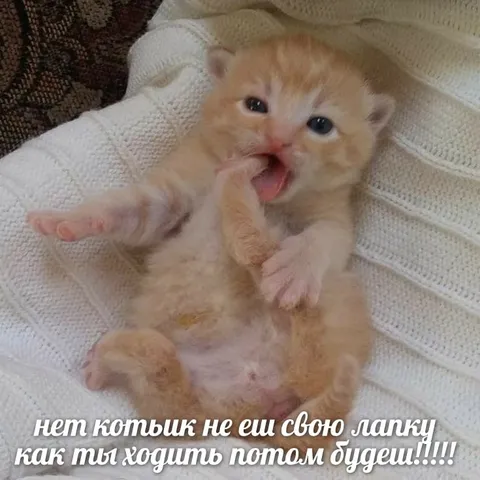 Котик ест свою лапку