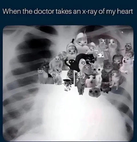 Heart Full of Cats X-Ray