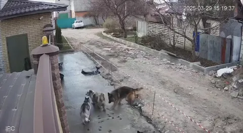 Кошка уходит от стаи собак