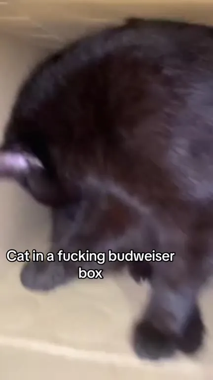 Cat in a Budweiser Box