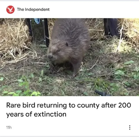 Rare Bird Returns After 200 Years