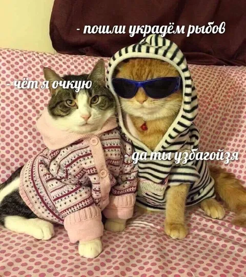 Коты идут красть рыбов