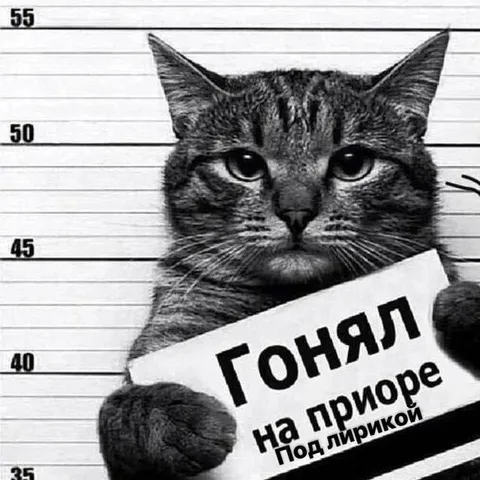 Кот на допросе с табличкой