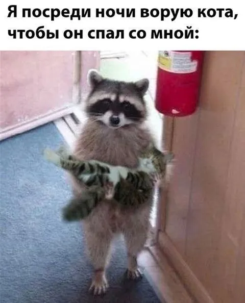 Ворую кота среди ночи