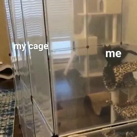Cat Doing Just Fine