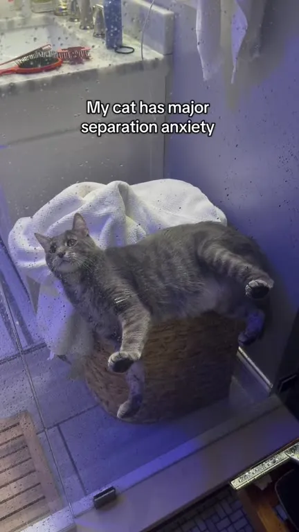Cat Has Separation Anxiety