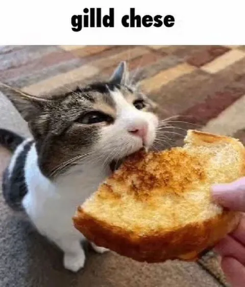 Cat Wants Grilled Cheese