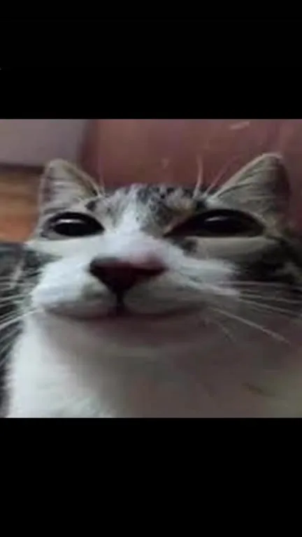 Try Not to Smile Cat Story