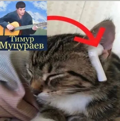 Кот слушает Тимура Муцураева