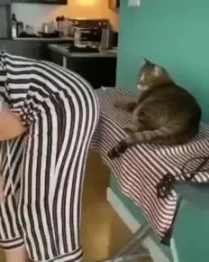 Кот занял гладильную доску