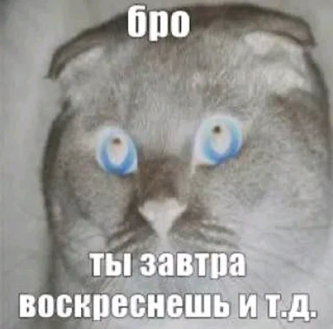 Кот обещает воскресение завтра