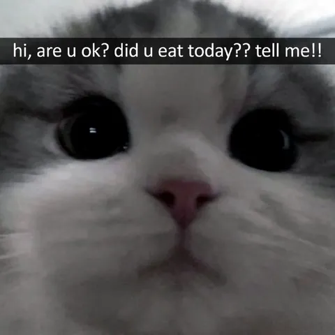 Are You Okay Cat Check-In