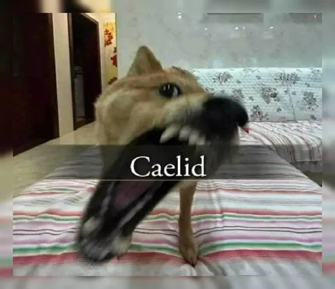 Caelid Dog Eats a Crow