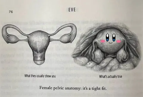 Female Pelvic Anatomy Tight Fit