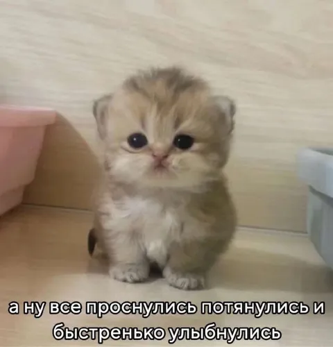 Котёнок проснулся и улыбнулся