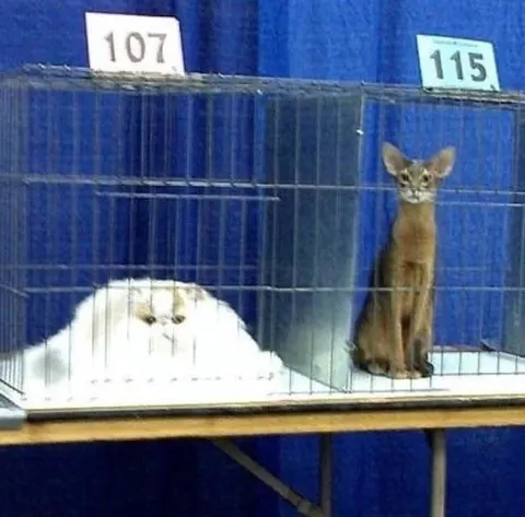 Кот на выставке и странный соперник