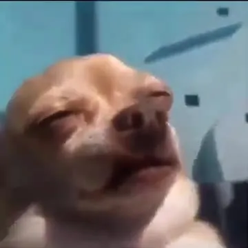 Dog Avoids the Pool