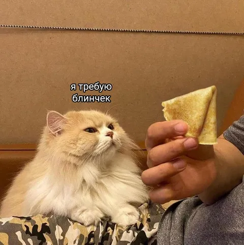 Кот требует блинчек