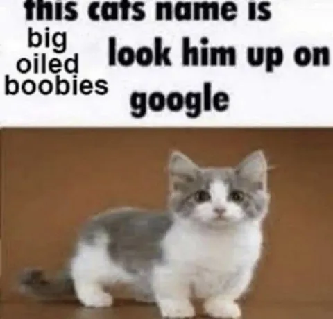 Big Oiled Boobies Cat