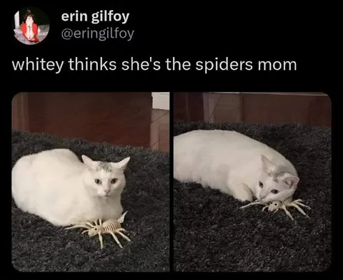 Cat Thinks She's the Spider's Mom