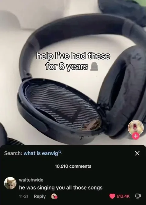 Earwig Singing for Eight Years