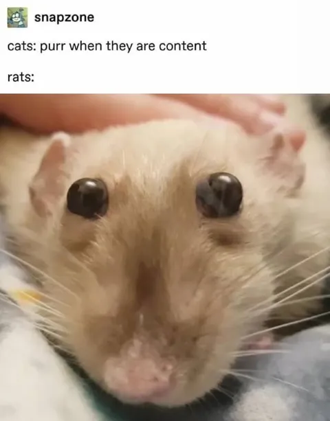 Cats Purr, Rats Stare