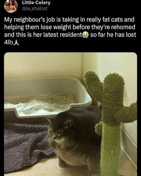 Fat Cat Loses 4lb