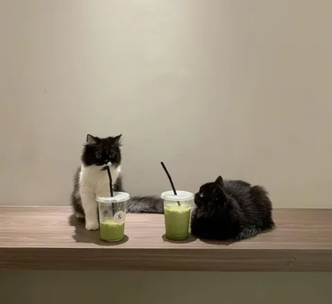 Коты пьют вместе