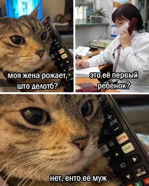 Кот звонит врачу из-за жены