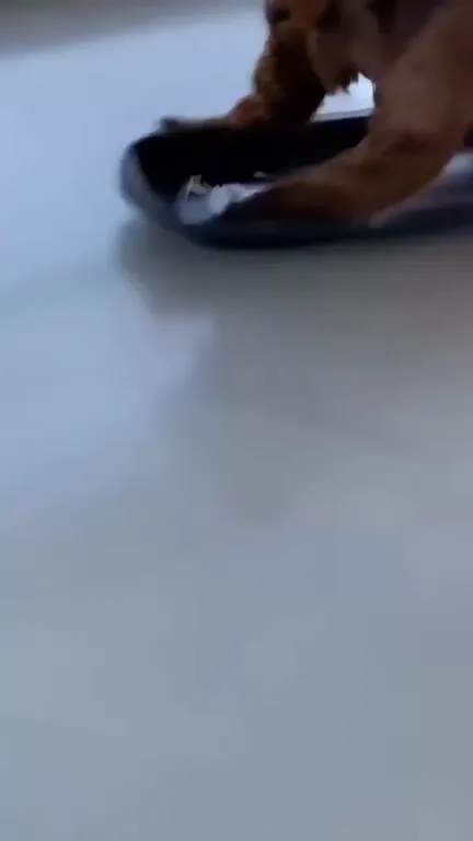 Собака не удержалась на скейтборде