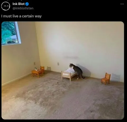 Cat Must Live a Certain Way