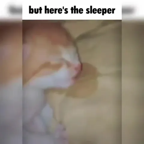 But Here's the Cat for Everything