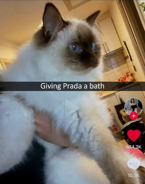 Giving Prada a Bath