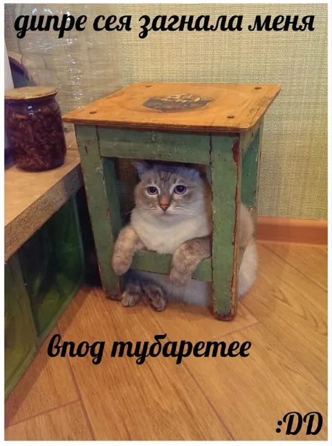 Кот в тумбочке