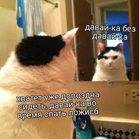 Кот спорит сам с собой перед сном