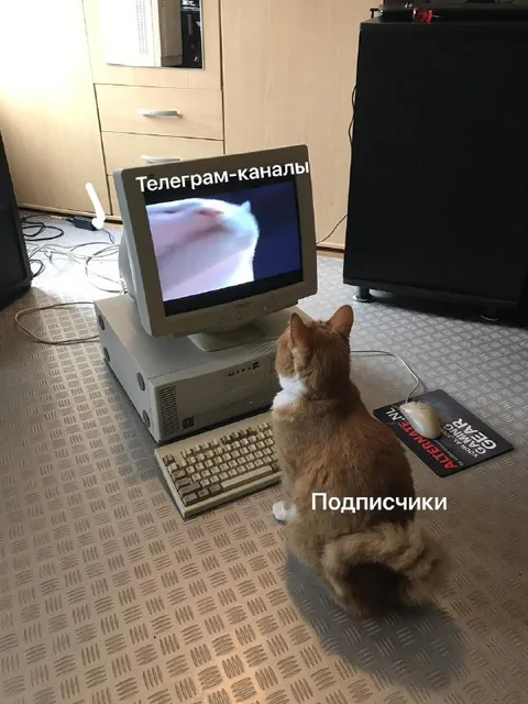 Кот смотрит телеграм-каналы