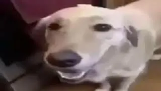 Улыбающаяся белая собака