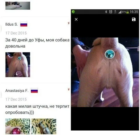 Моя собака довольна