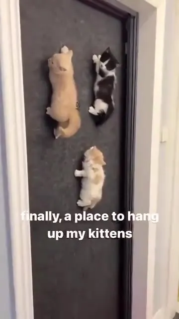 Finally a Place to Hang Kittens