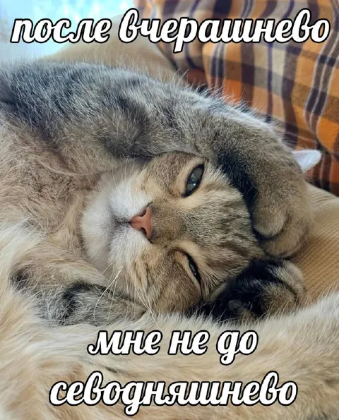 Коту не до сегодняшнего