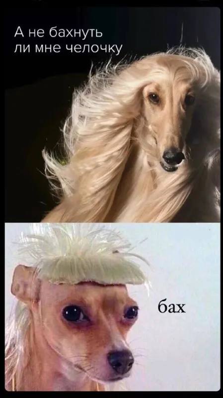 А не бахнуть ли мне челочку