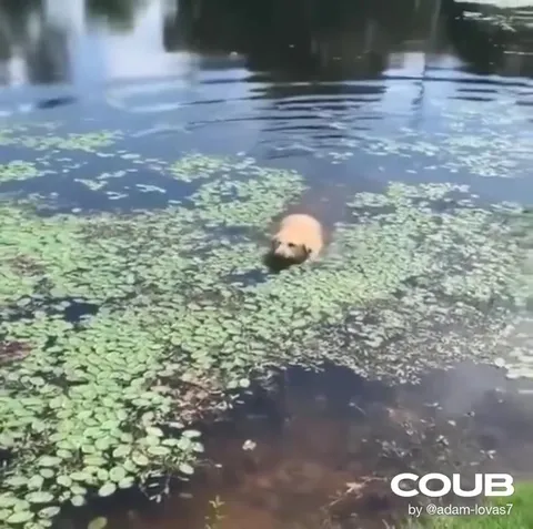 Собака выходит из пруда