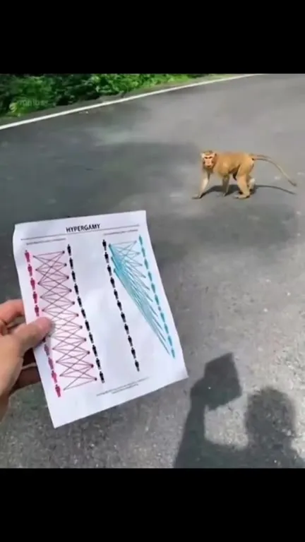 Monkey Gets Rejected by Hypergamy