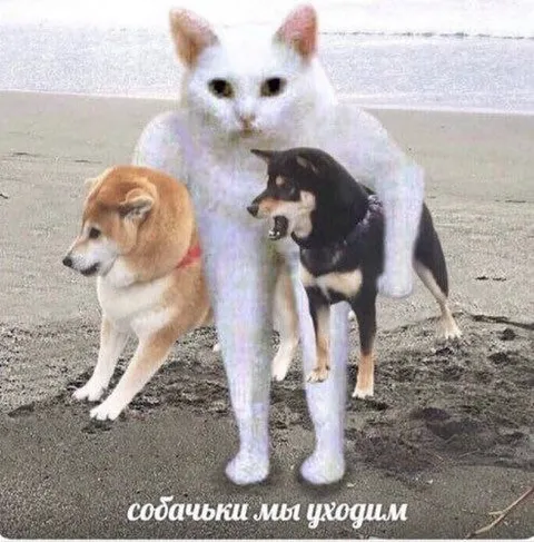 Собачки, мы уходим