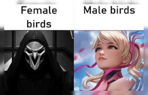 Female Birds Versus Male Birds