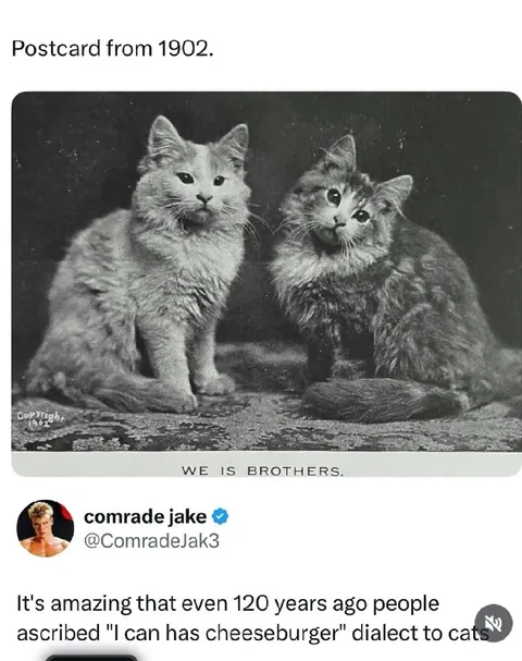 Cats Invent Cheeseburger Dialect