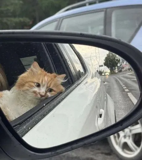 Котёнок в зеркале машины