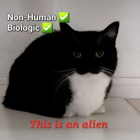 This Is an Alien Cat