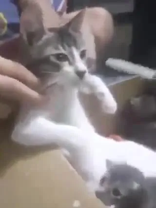 Котёнок в коробке сопротивляется